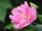 Cottonrose Hibiscus