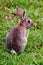 Cottontail bunny rabbit