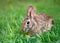 Cottontail bunny rabbit eating carrot