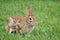 Cottontail Rabbit