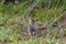 Cottontail Rabbit from behind showing its white tail