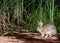 A cottontail rabbit with a big piece of one ear missing is hopping past some cattail reeds and other marsh plants