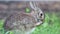 Cottontail Rabbit cleaning face in grass side profile