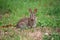 Cottontail rabbit, Eastern Cottontail Rabbit Sylvilagus floridanus