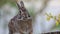 Cottontail Rabbit facing camera moving mouth yellow flower