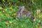 Cottontail rabbit hiding in the weeds with a leaf in its mouth