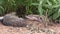 Cottontail Rabbit Resting