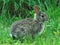 A Cottontail rabbit sitting in the grass