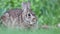 Cottontail Rabbit sitting in grass relaxed and alert with ears moving and nose twitching