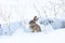 Cottontail rabbit in snow