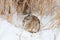 A Cottontail Rabbit in the Snow - Nebraska