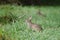 Cottontail Rabbits in meadow