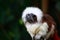 Cottontop Tamarin