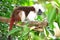 Cottontop tamarin or pinche tamarin