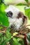 Cottontop tamarin or pinche tamarin