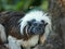 The Cottontop Tamarin Saguinus oedipus, also known as the PinchÃ© Tamarin, is a small New World monkey weighing less than 1kg