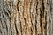 Cottonwood bark