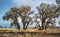 Cottonwood Cabin in Pahranagat National Wildlife Refuge