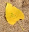 Cottonwood Leaf