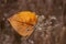 Cottonwood Leaf resting on Cow Parsnip in Fall