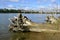 Cottonwood logs washed up on shore