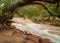 A cottonwood tree arches over the rushing water of the Virgin river in Zion national park Utah