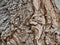 Cottonwood Tree Bark Detail