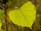 Cottonwood tree leaf