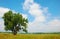 Cottonwood Tree in a Rural Field