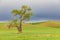 Cottonwood tree in wheat field under storm clouds in the Palouse hills