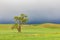 Cottonwood tree in wheat field under storm clouds in the Palouse hills