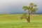 Cottonwood tree in wheat field under storm clouds in the Palouse hills