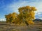 Cottonwood trees in autumn