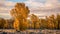 Cottonwood trees glowing with autumn morning sun in Jackson Hole, Wyoming.