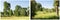 Cottonwood trees meadow grass collage
