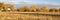 Cottonwood trees and meadow in late fall