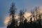 Cottonwood trees at sunset