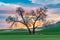 Cottonwood trees in a wheat field at sunset