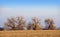 Cottonwoods on the Colorado Prairie