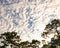 Cottony Clouds Over a Pine Tree Forest