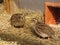 Coturnix quail adult pair