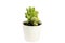 Cotyeledon tomentosa bear paws succulent plant in white pot isolated on white background