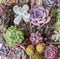 Cotyledon, echeveria, graptoveria, sedum flower. Succulent and cactus plant background