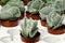 Cotyledon orbiculata  evergreen succulent