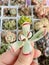 Cotyledon orbiculata variegated succulent plants in hand