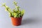 Cotyledon succulents Ladismithiensis in a pot on a gray background