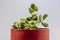 Cotyledon tomentosa bear paws ornamental succulent plant closeup