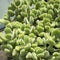 Cotyledon tomentosa is a house plants originating from South Africa