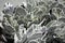Cotyledon undulata, also known as a silver crown or silver ruffles