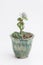 Cotyledon undulata succulent houseplant in green handmade pot. Small flower bouquet arrangement, blossom home decor design